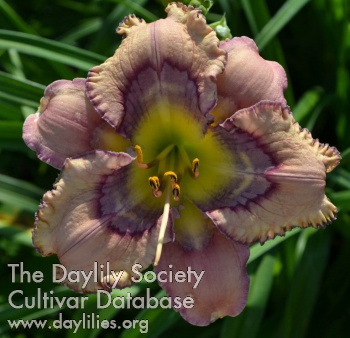 Daylily Shadow Rites